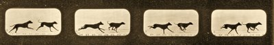 Image sequence of running Greyhounds, 